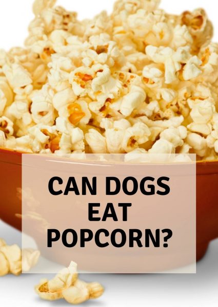 can dogs eat popcorn can dogs eat popcorn