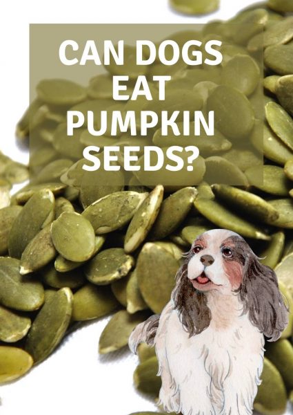 can dogs eat pumpkin seeds