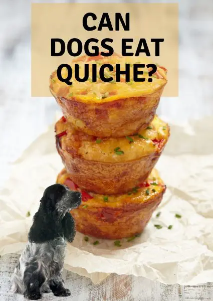 can dogs eat quiche