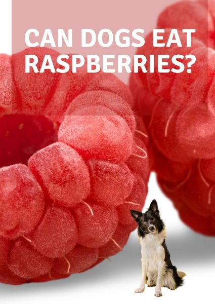 can dogs eat raspberries can dogs eat raspberries