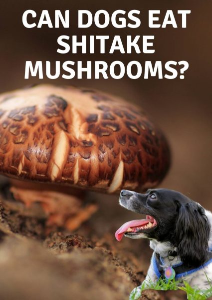 can dogs eat shitake mushrooms