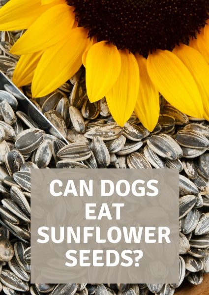 can dogs eat sunflower seeds_ can dogs eat sunflower seeds