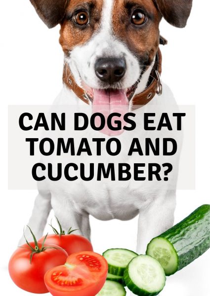 can dogs eat tomato and cucumber