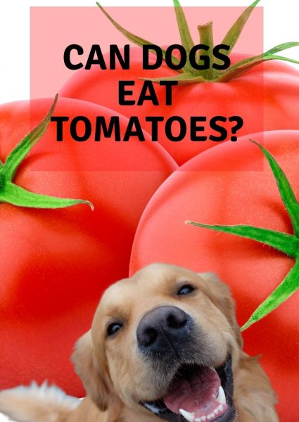 can dogs eat tomatoes