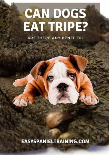 can dogs eat tripe