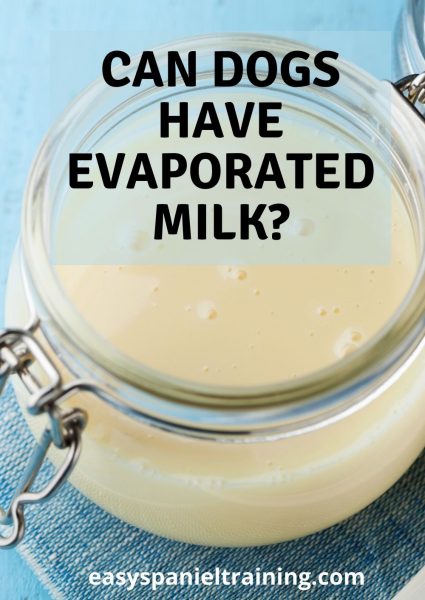 Evaporated milk for puppies