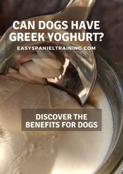 can dogs have greek yoghurt can dogs have greek yoghurt