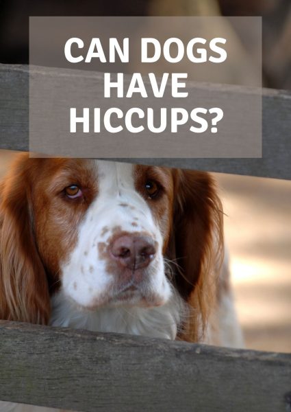 can dogs have hiccups