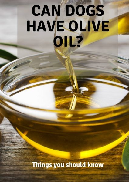 can dogs have olive oil can dogs have olive oil