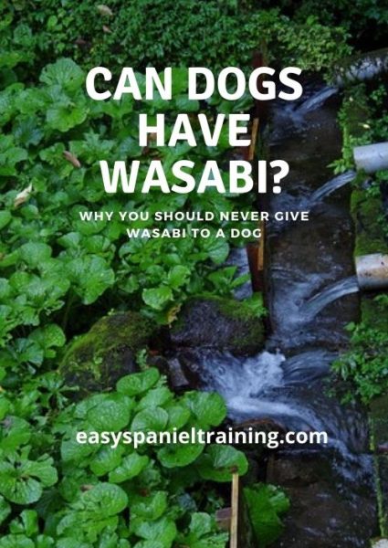 can dogs have wasabi