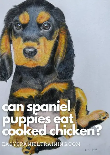 can spaniel puppies eat cooked chicken