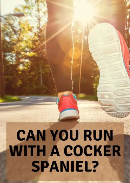 can you run with a cocker spaniel (1)