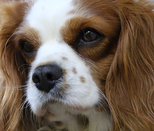 cavalier king charles spaniel cavalier king charles spaniel