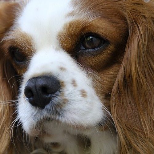 cavalier king charles spaniel cavalier king charles spaniel