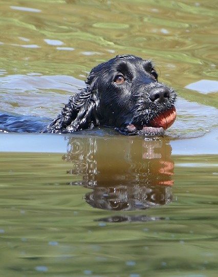 can cocker spaniels swim