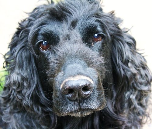 can cocker spaniels eat canned tuna