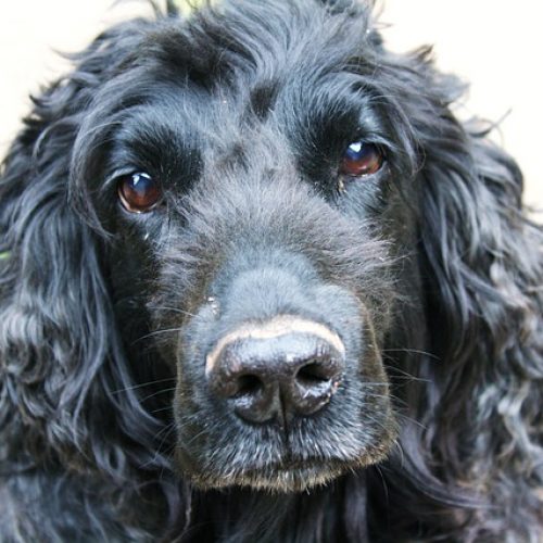 cocker spaniel can cocker spaniels eat canned tuna