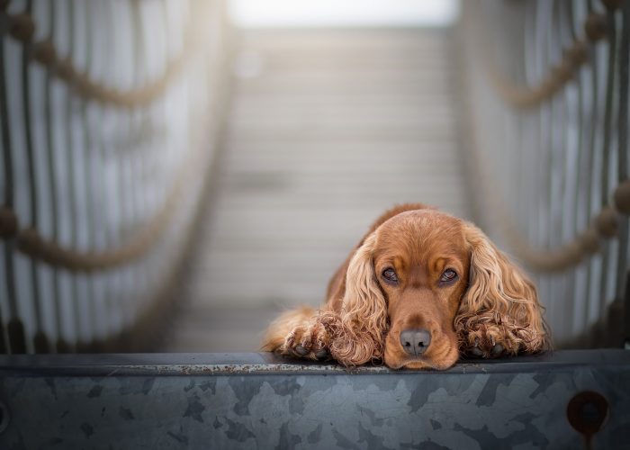 cocker-spaniel cocker spaniel