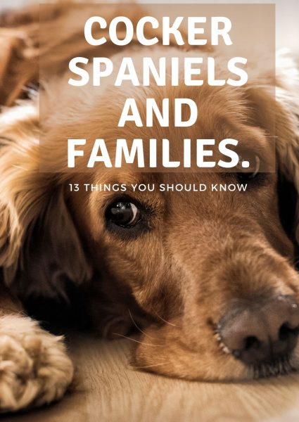 cocker spaniels and families. cocker spaniels and families.