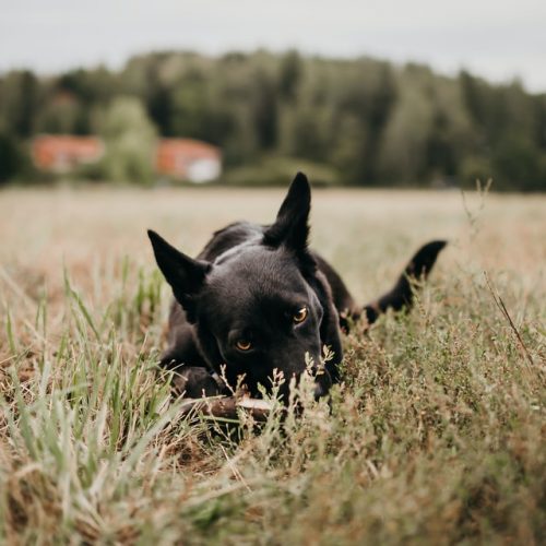 do dogs get hayfever