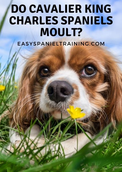 do cavalier king charles spaniels moult_ do cavalier king charles spaniels moult_
