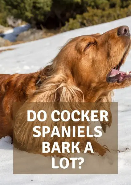 do cocker spaniels bark a lot