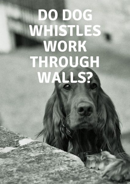 do dog whistles work through walls