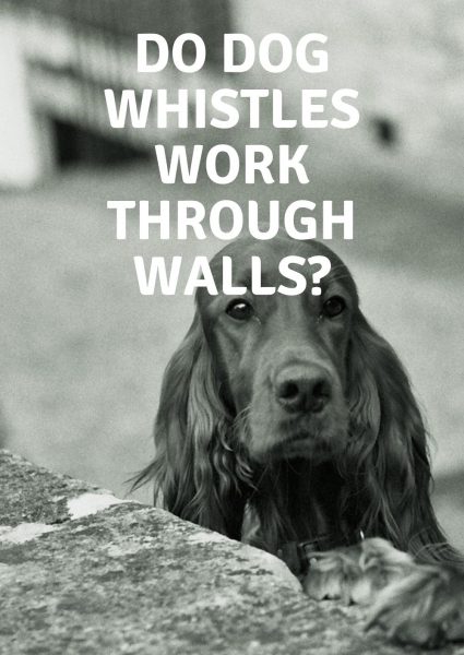 do dog whistles work through walls do dog whistles work through walls