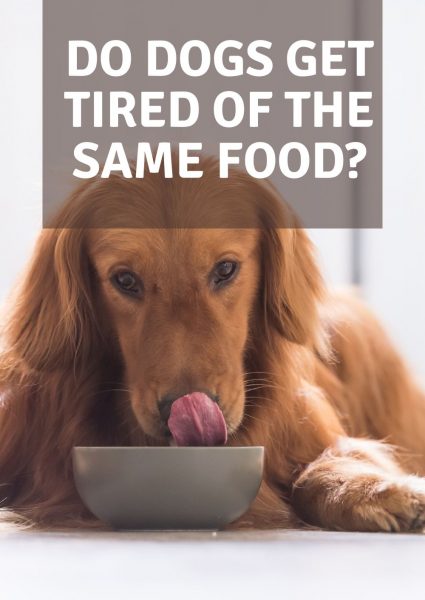 do dogs get tired of the same food