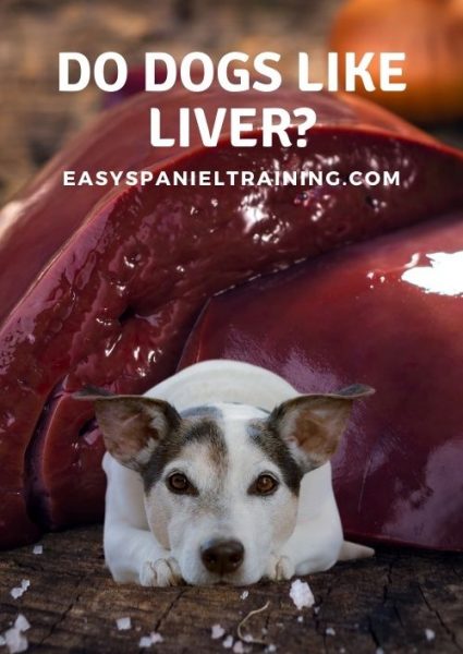 do dogs like liver
