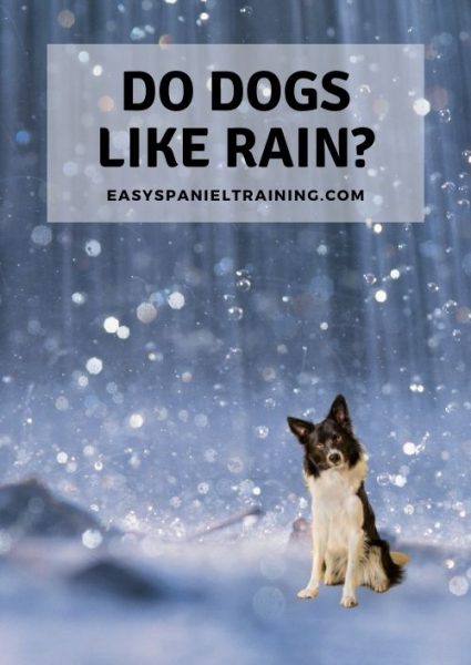 do dogs like rain do dogs like rain