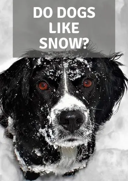 do dogs like snow