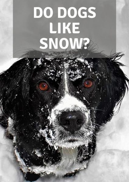 do dogs like snow do dogs like snow