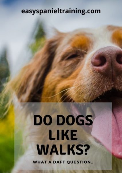 do dogs like walks do dogs like walks