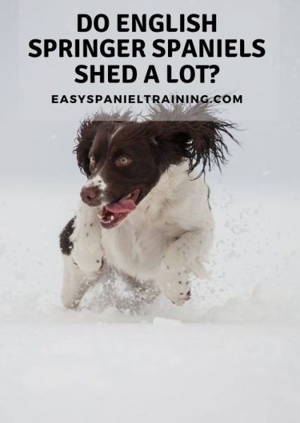 do english springer spaniels shed a lot