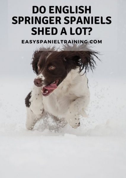 do english springer spaniels shed a lot do english springer spaniels shed a lot