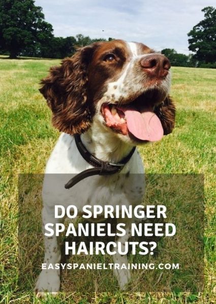 do springer spaniels need haircuts do springer spaniels need haircuts