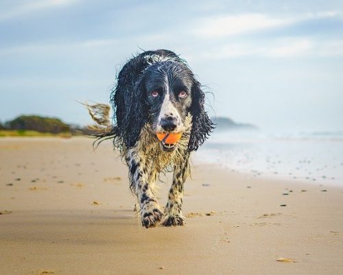 mucky cocker spaniel do cocker spaniels smell