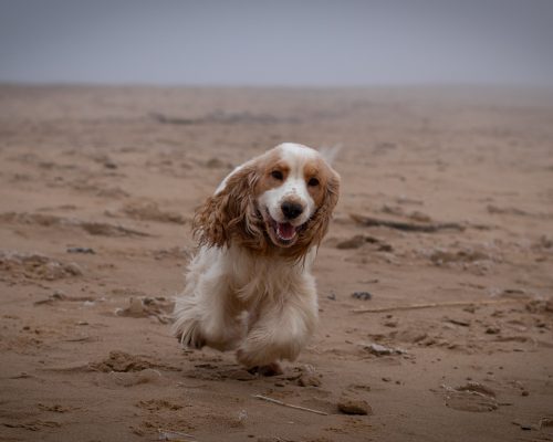 cocker spaniel running on the beach how to get a spaniel to come back to the whistle