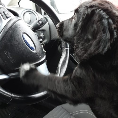 nim driving travelling by car with a spaniel