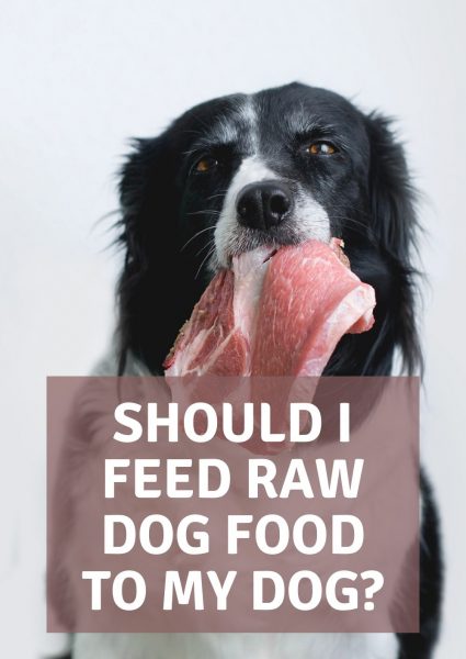 should I feed raw dog food to my dog should I feed raw dog food to my dog