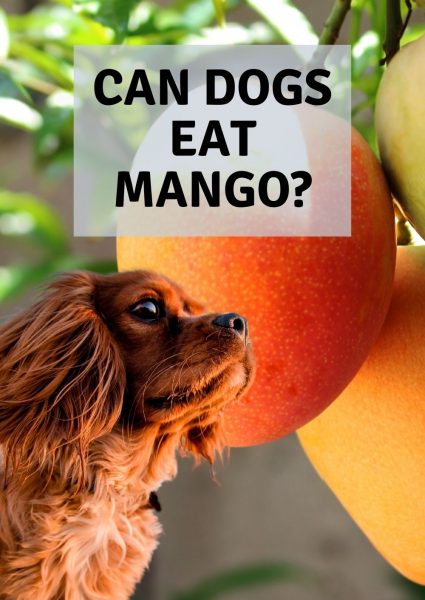 can dogs eat mango can dogs eat mango