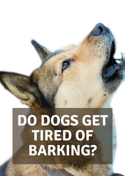 do dogs get tired of barking do dogs get tired of barking