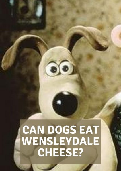 can dogs eat wensleydale cheese