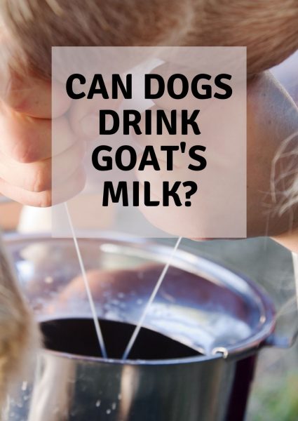 can dogs drink goat’s milk can dogs drink goat's milk