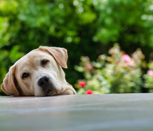 do dogs get hayfever