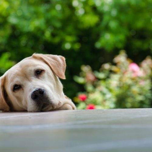 fermin-rodriguez-penelas-LcJkpSoA0es-unsplash do dogs get hayfever