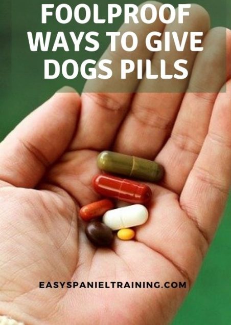 the foolproof way to give dog pills