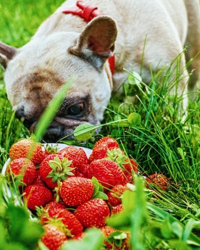 can dogs eat strawberry tops