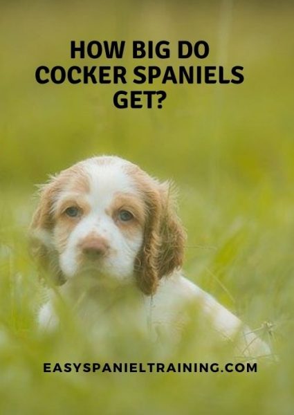 how big do cocker spaniels get how big do cocker spaniels get
